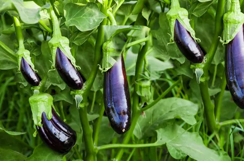 تصویر 4 از خرید بادمجان قلمی سیاه + قیمت فروش استثنایی
